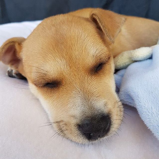 Photo of Templeton ~ Jack Russell X (On Trial 15/12/17)