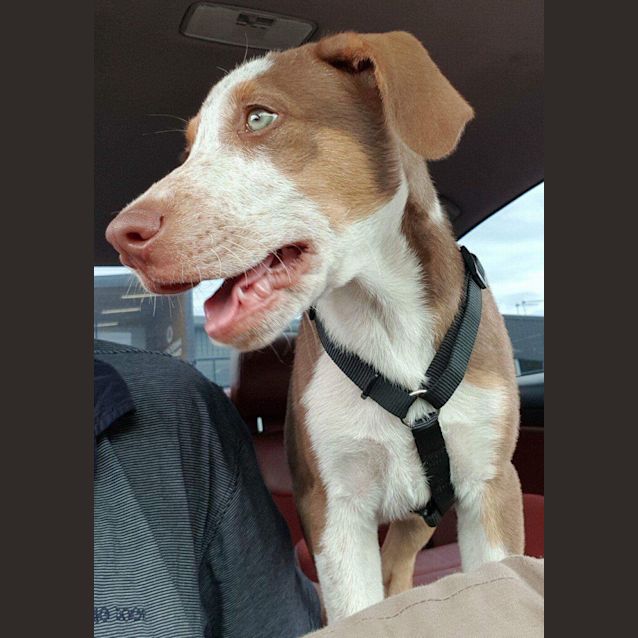Photo of Milo