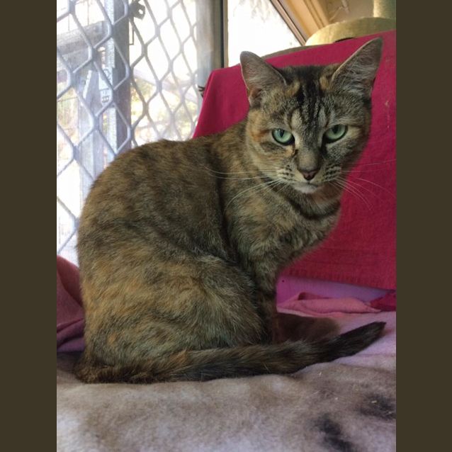 Photo of Green Eyed Girls