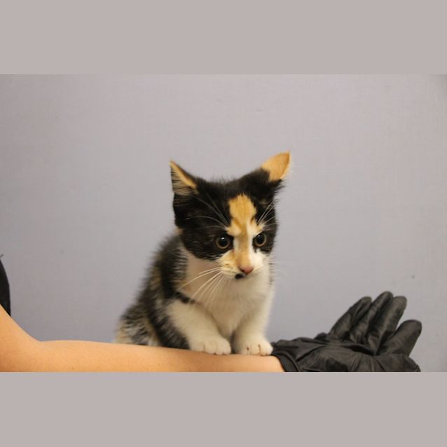 Photo of Suzy (4378)