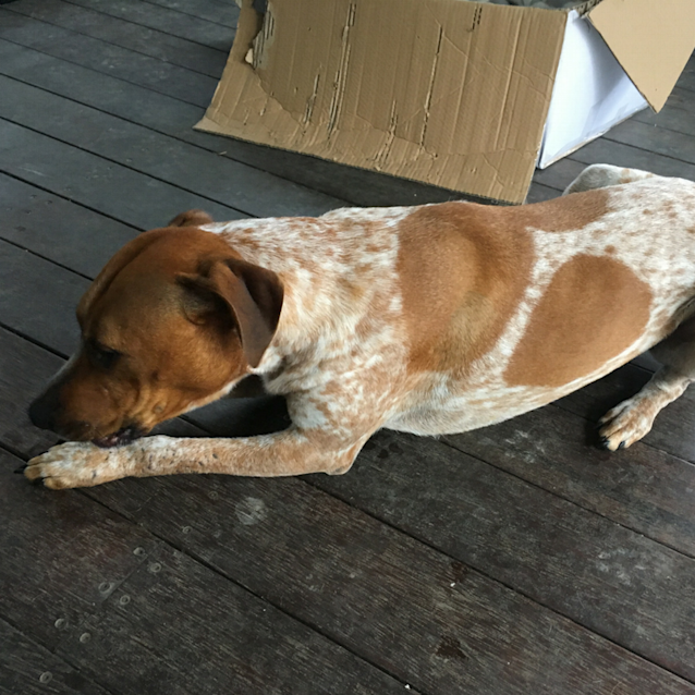 Photo of Jersey ~ Cattle X Ridgeback (On Trial 7/7/18)