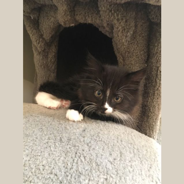 Photo of Felix
