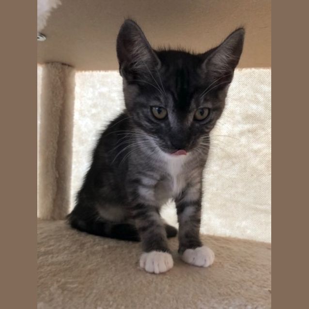 Photo of Kiara **2nd Chance Cat Rescue**