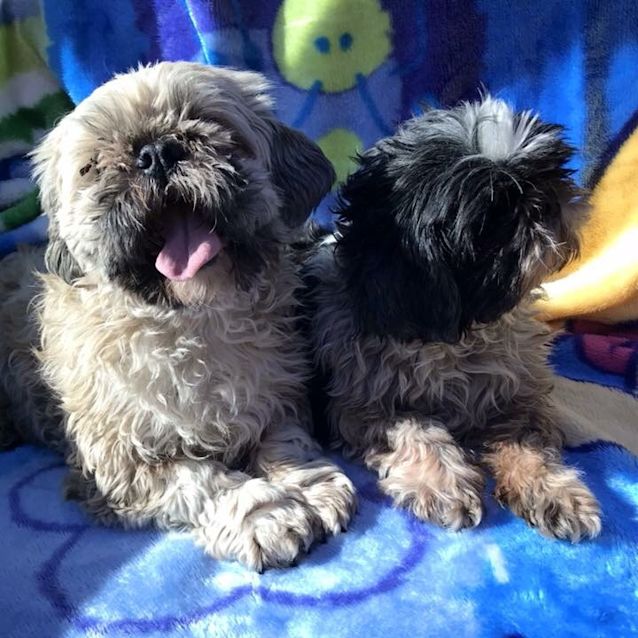 Photo of Elly (1075) & Molly (1076)