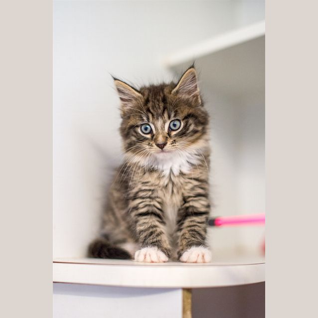 Photo of Mischief