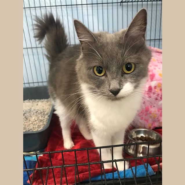 Photo of Cinder