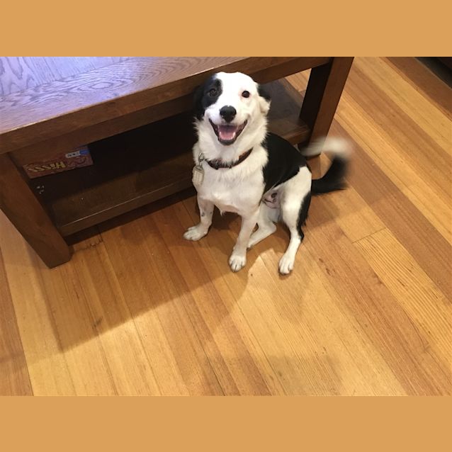Photo of Taffy