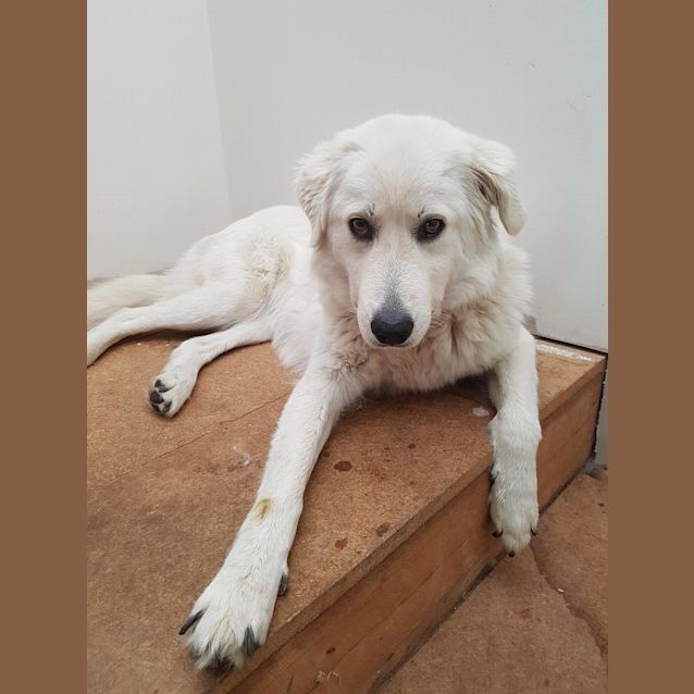 Photo of Nala