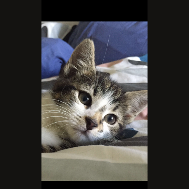 Photo of Pumpkin (Pumkyn)