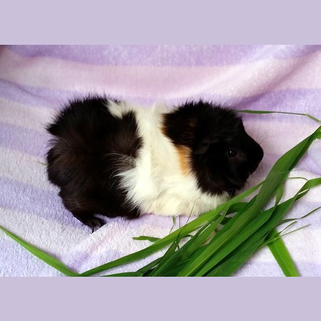 Photo of Splinter (Desexed Male)