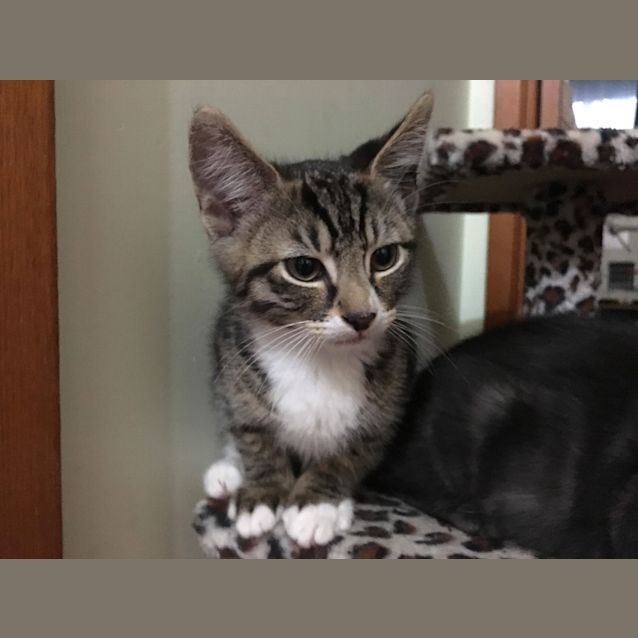 Photo of Kestrel **2nd Chance Cat Rescue**