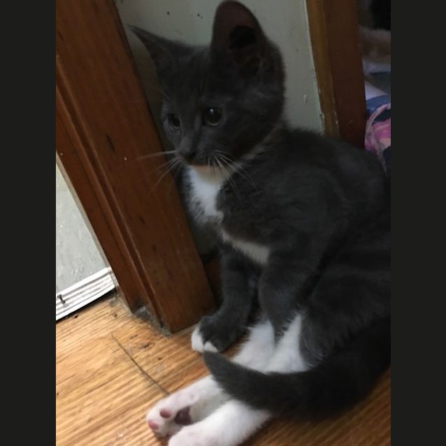 Photo of Owlet *82nd Chance Cat Rescue**