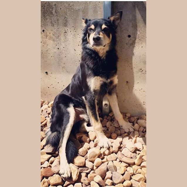 Photo of Duffy **Adopted**