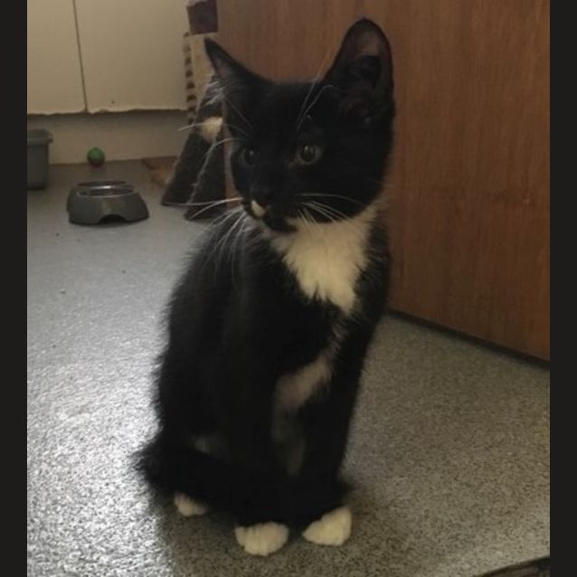 Photo of Puffin **2nd Chance Cat Rescue**