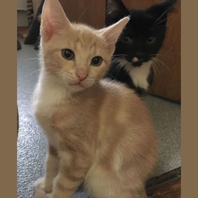 Photo of Robin **2nd Chance Cat Rescue**
