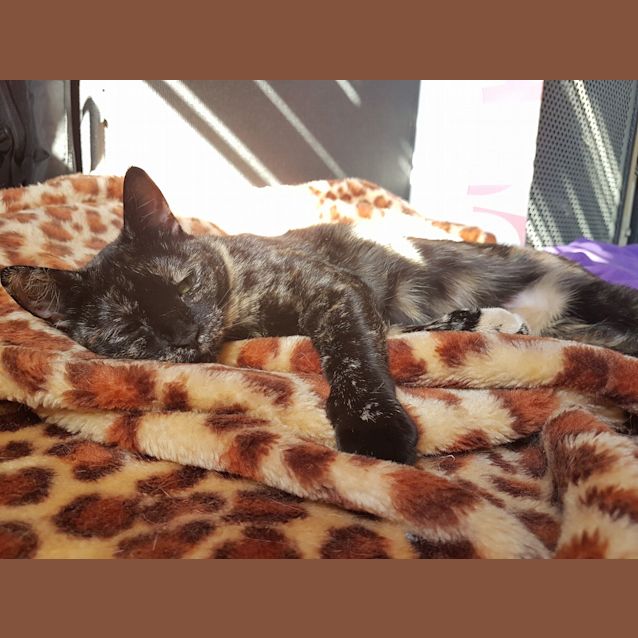 Photo of Tortie Puss