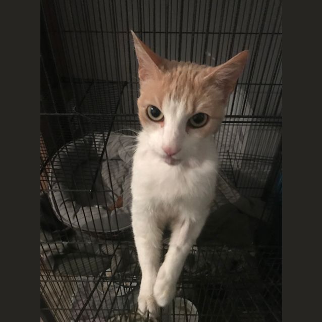 Photo of Sahara