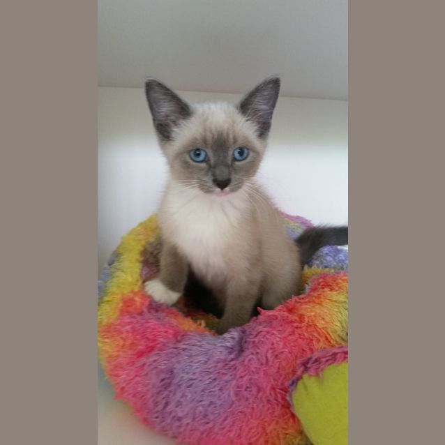 Photo of Petrice  To Be Rehomed With A Sibling