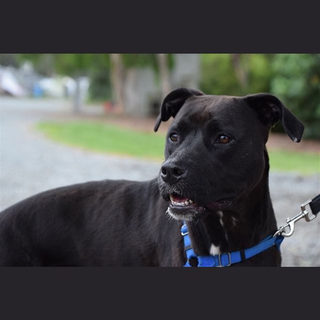 Photo of Pepper