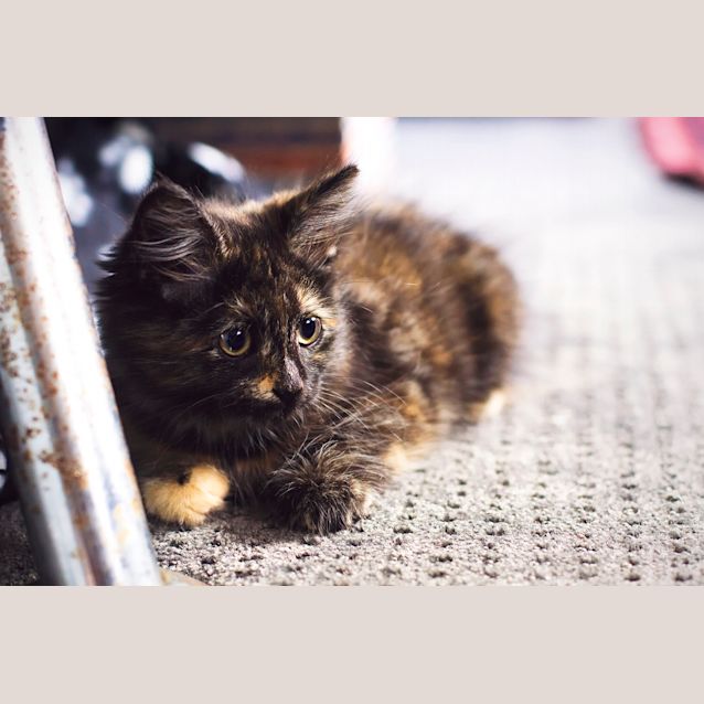 Photo of Pip