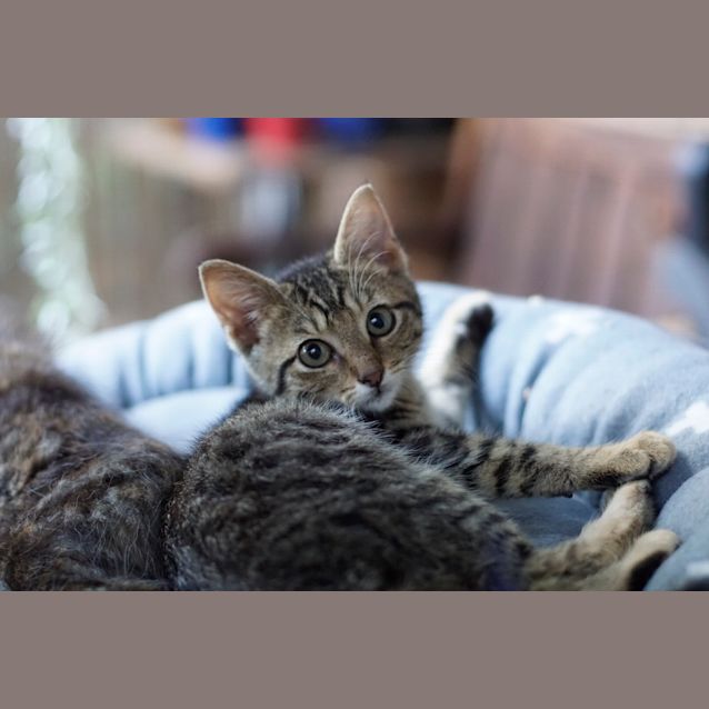 Photo of Jasper