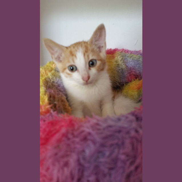 Photo of Gilligan  To Be Rehomed With His Sibling Petrice