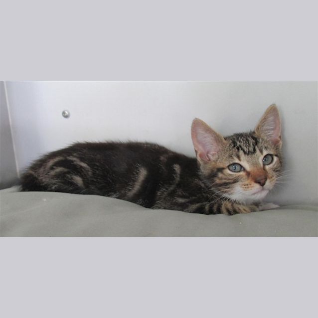 Photo of Toby