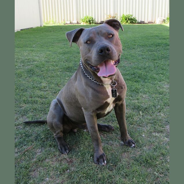 Photo of Jax *On Trial In His New Home*