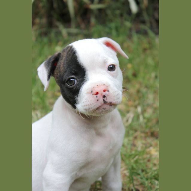 Photo of Harley