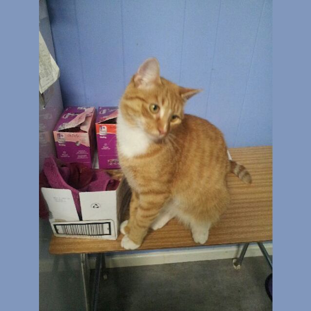 Photo of Rascal Ec0374 