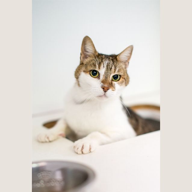 Photo of Tillie