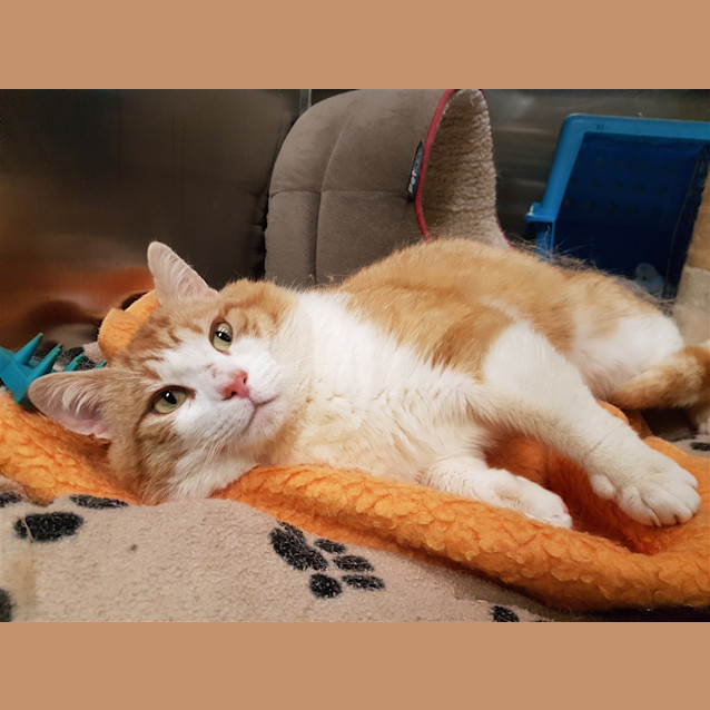 Photo of Ollie