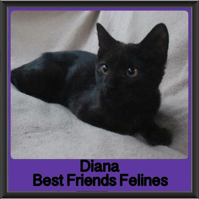 Photo of Diana