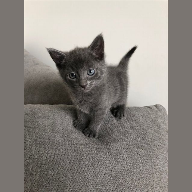 Photo of Dusty Meowtin