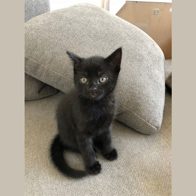 Photo of Violet