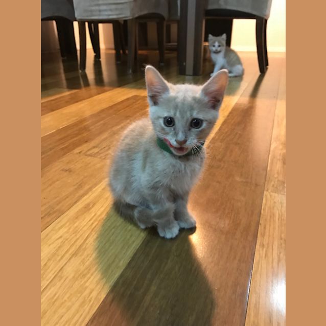 Photo of Jasper 