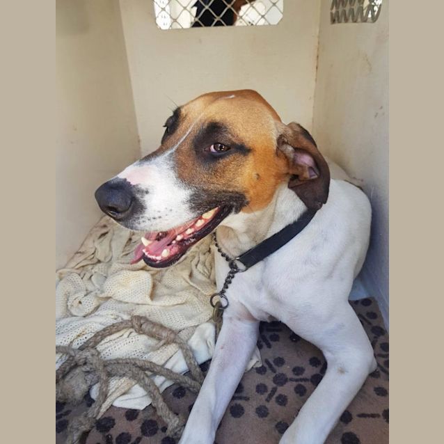 Photo of Allie (Adoption Pending)