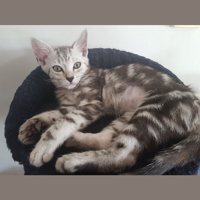 Photo of Ash