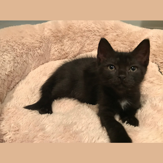 Photo of Licorice