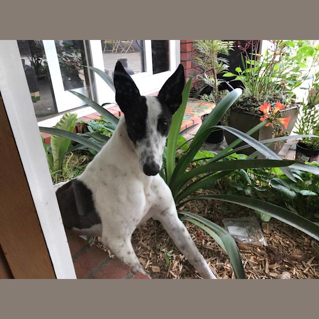 Photo of “Snowball”, Little White Shadow. Melbourne