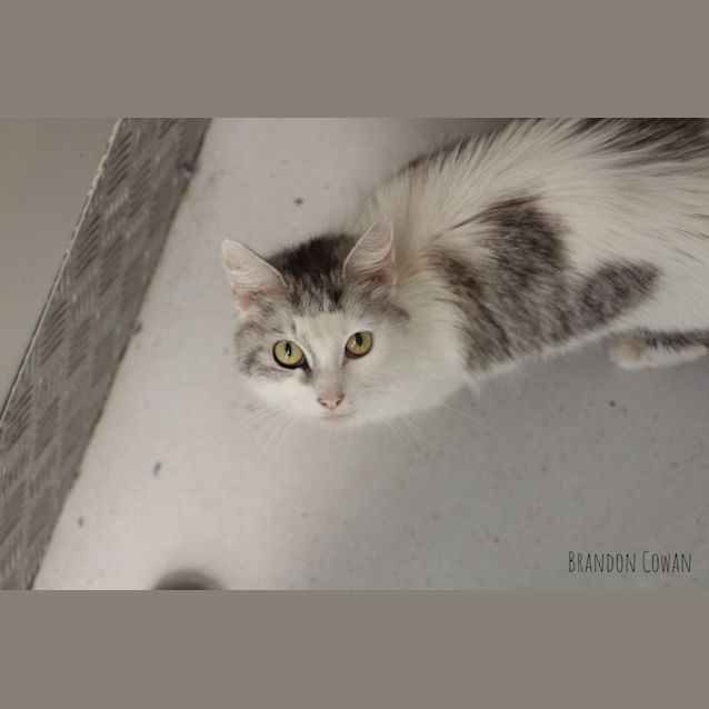 Photo of Celeste (4620)