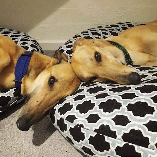 Photo of “Rummy”, Simply Irresistible. Melbourne