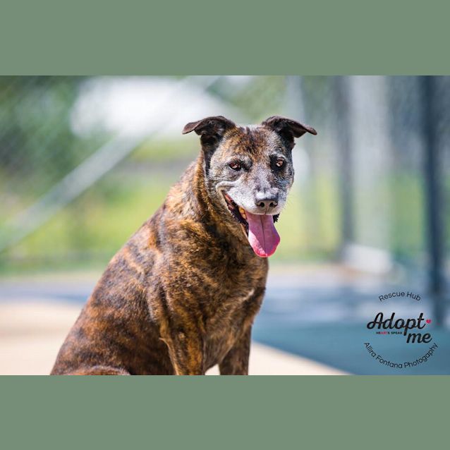 Photo of Bella (Pcc 651)