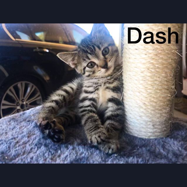 Photo of Dash 