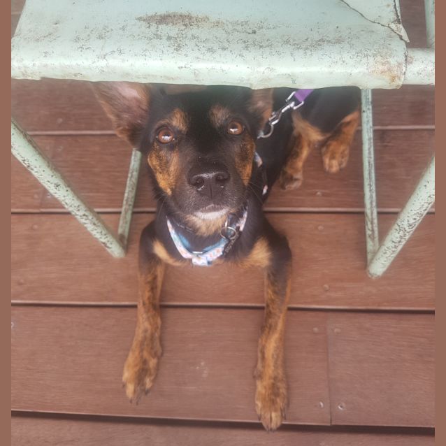 Photo of Wilhemina.. Cat, Dog And Child Friendly