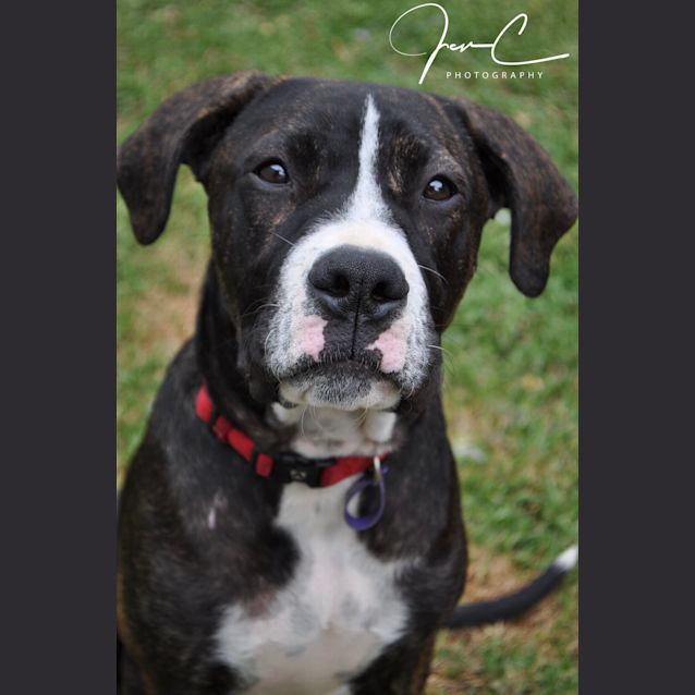 Photo of Rocky ** Our Most Special Pup **
