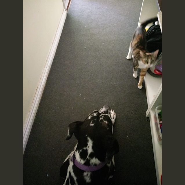 Photo of Meeka 