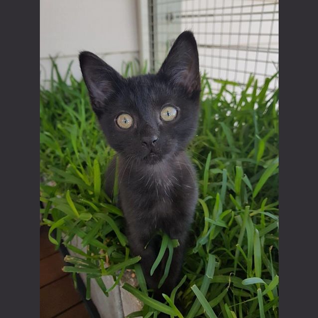 Photo of Sooty