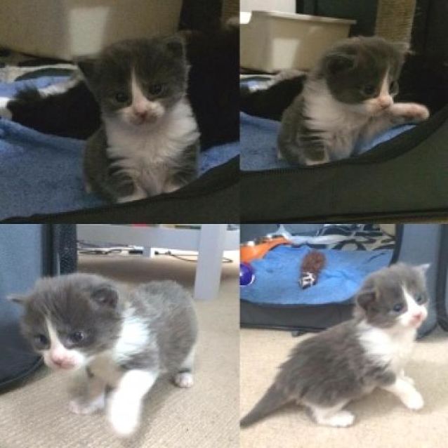 Photo of Shadow