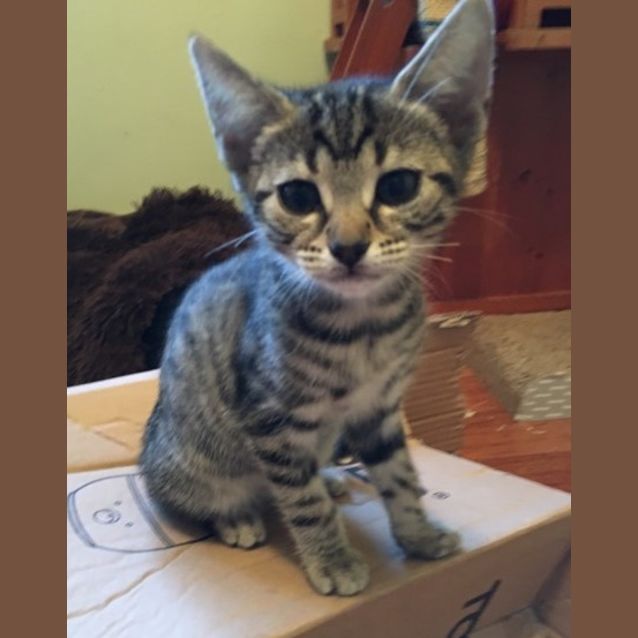 Photo of Sparrow **2nd Chance Cat Rescue**